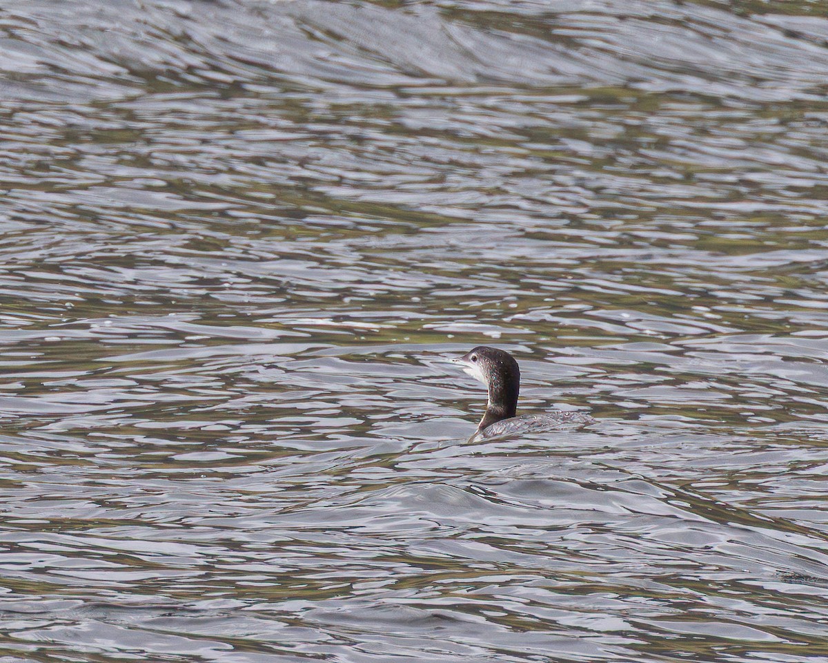 Common Loon - ML638354296