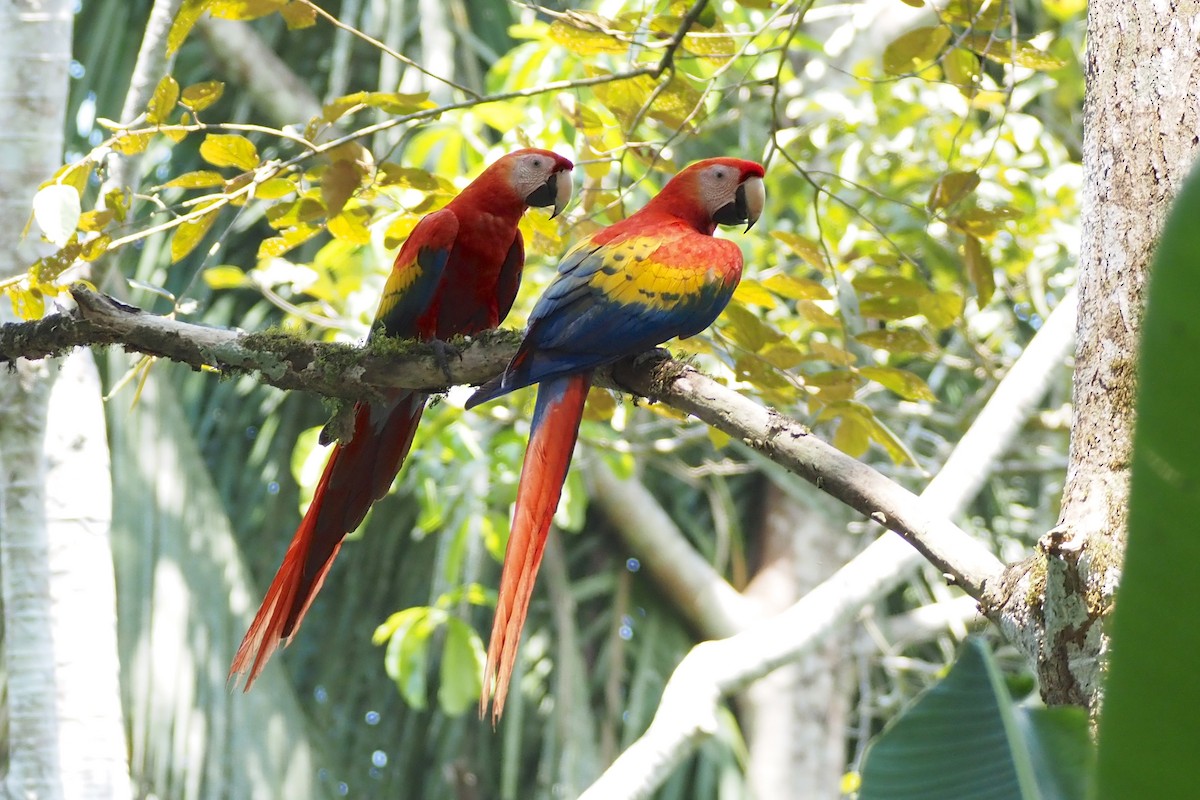 Scarlet Macaw - ML638354323