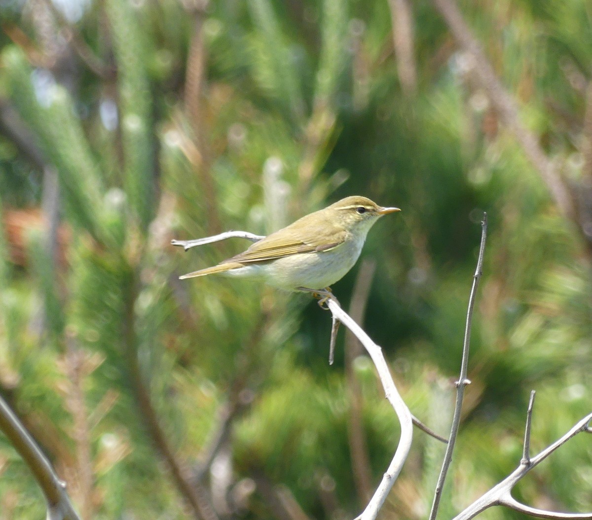 Kamchatka Leaf Warbler - ML638354331