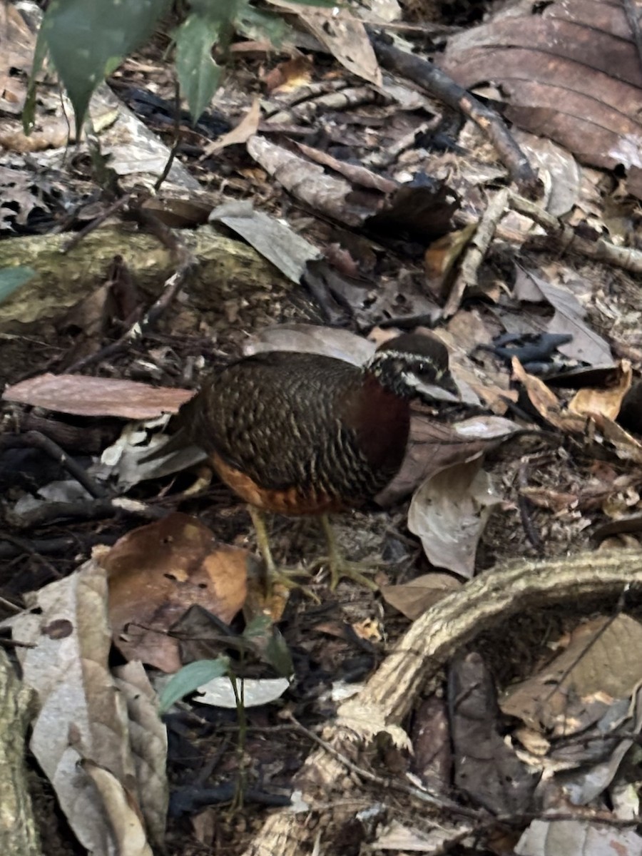 Sabah Partridge - ML638354332