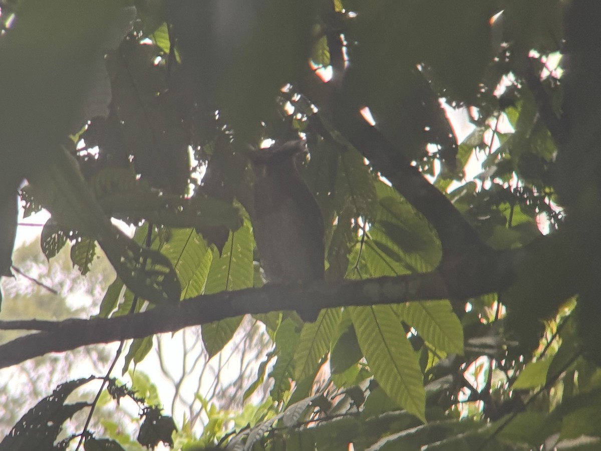 Barred Eagle-Owl - ML638354344
