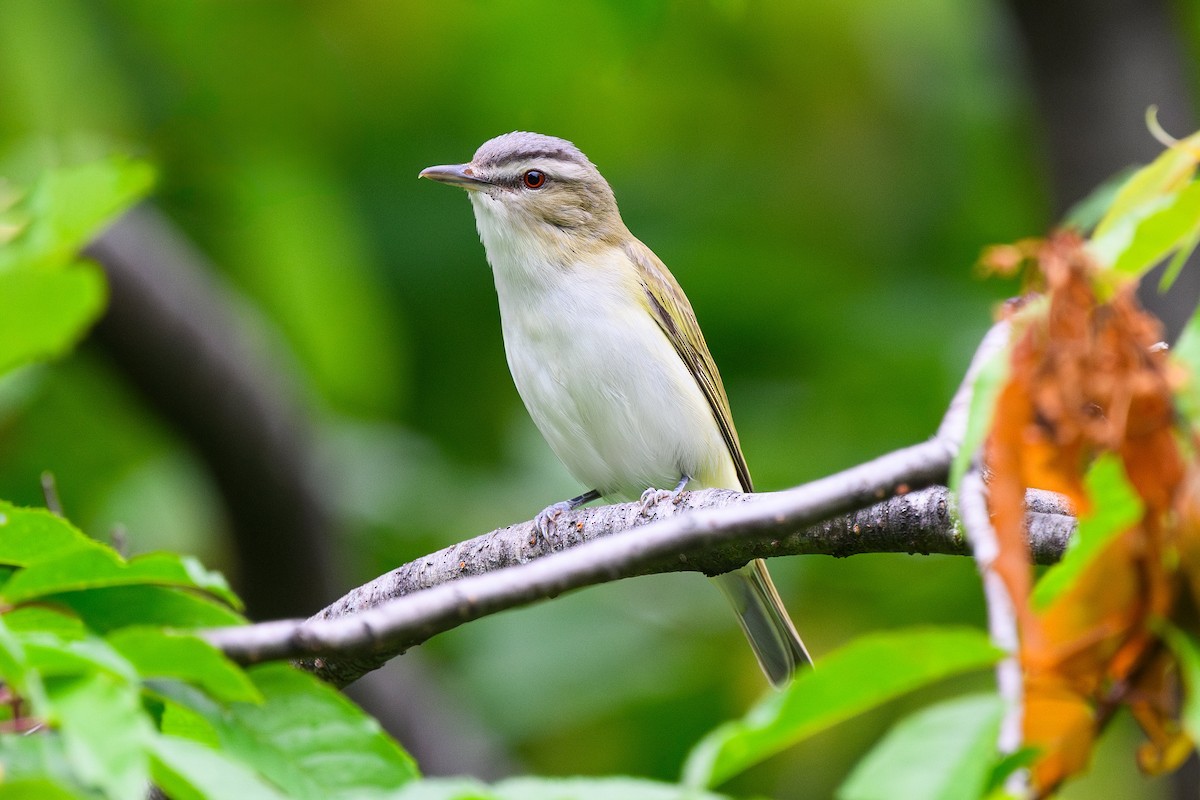 Vireo begigorria - ML638354395