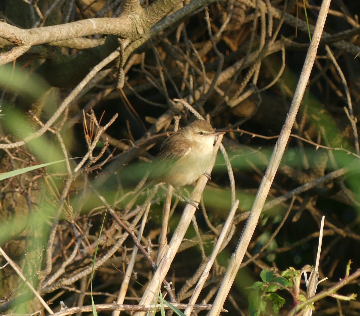 Oriental Reed Warbler - ML638354403