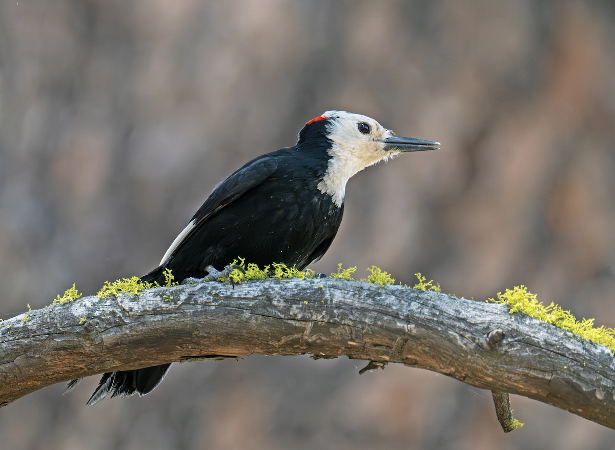 White-headed Woodpecker - ML638354466