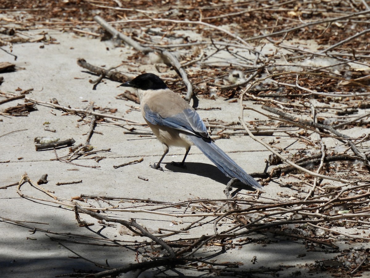 Azure-winged Magpie - ML638354467