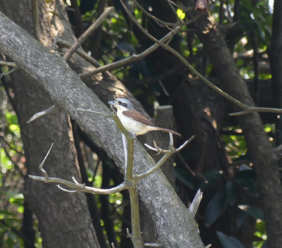 Tiger Shrike - ML638354473