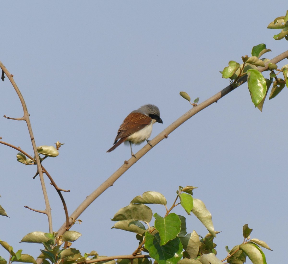 Tiger Shrike - ML638354474