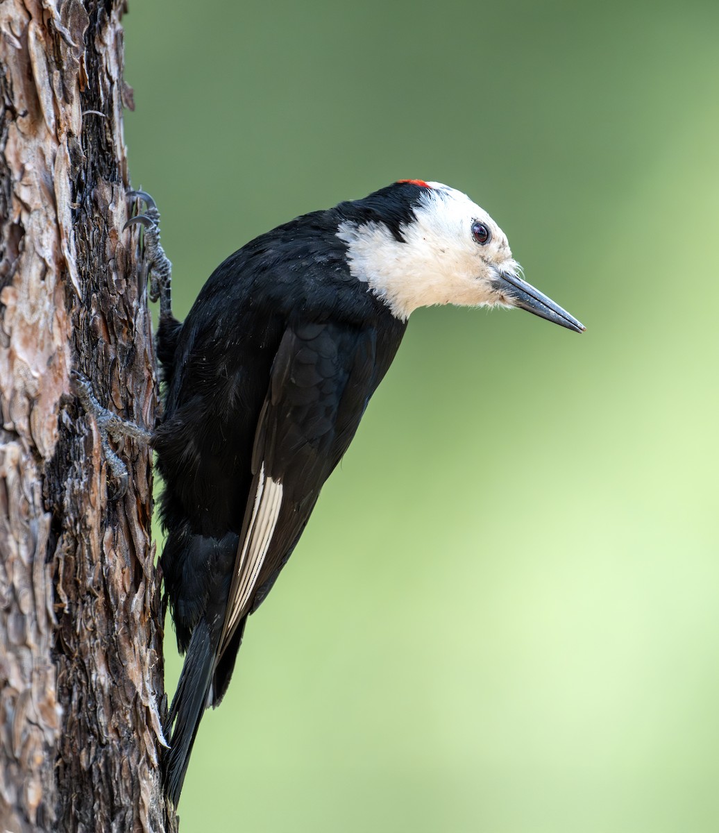 White-headed Woodpecker - ML638354476