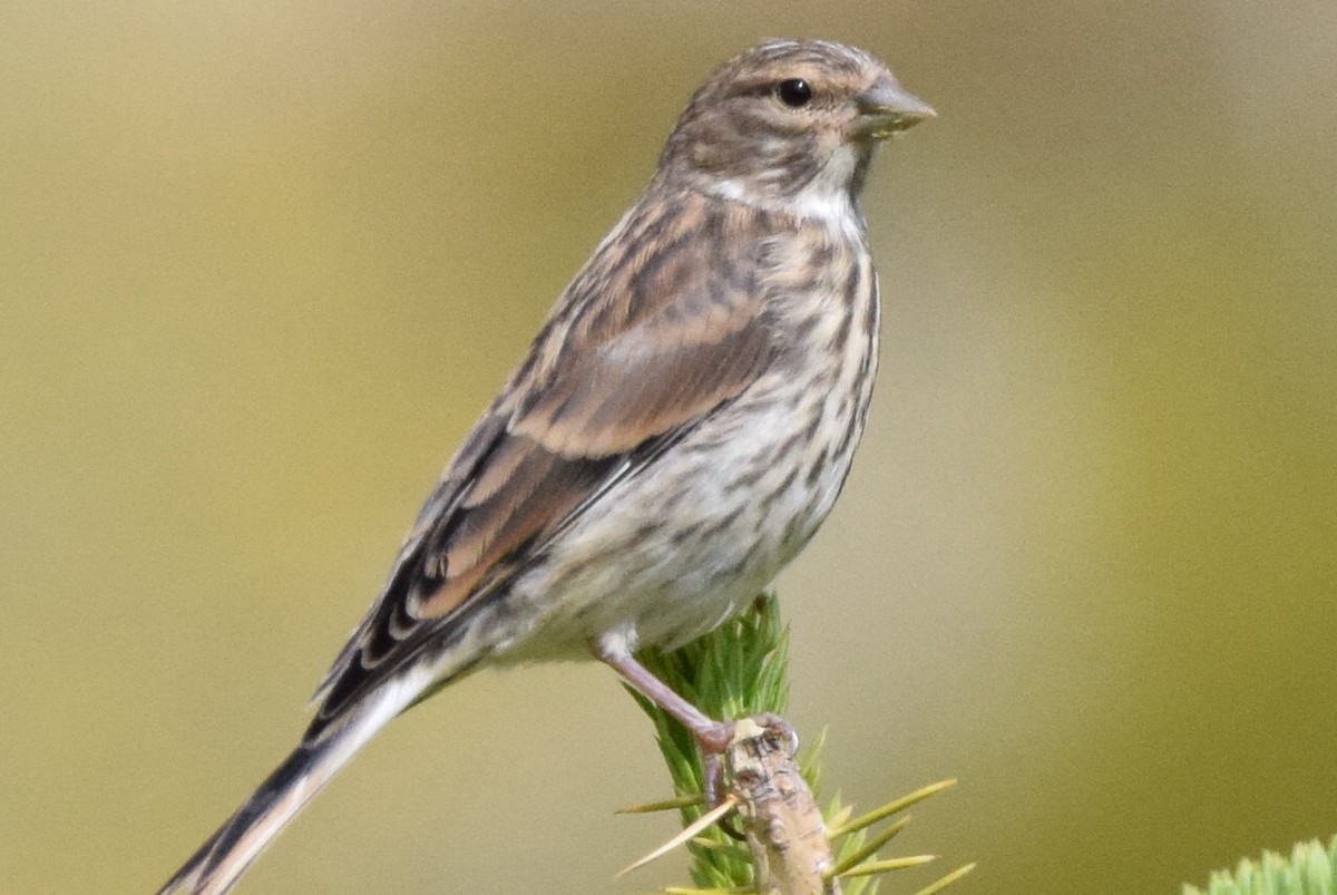 Eurasian Linnet - ML638354486