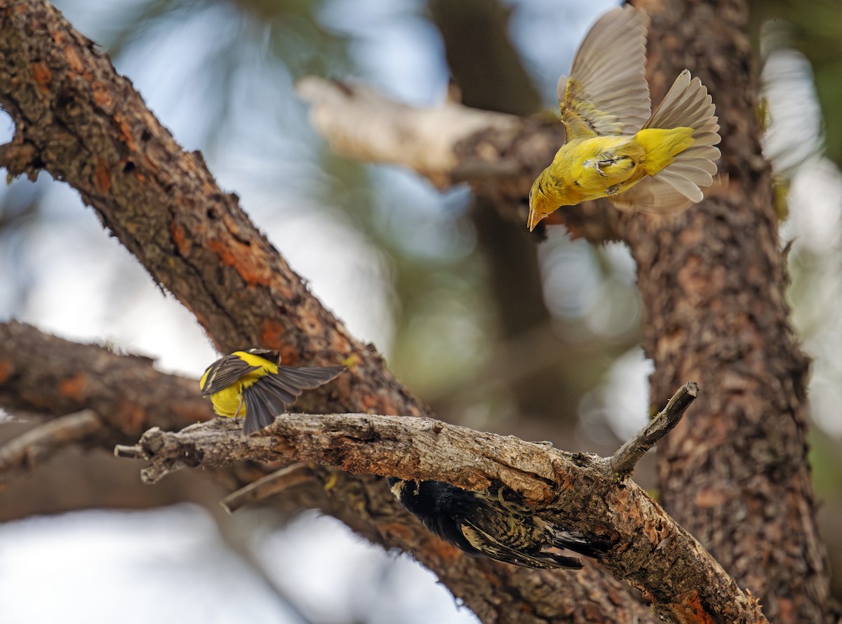 Western Tanager - ML638354489