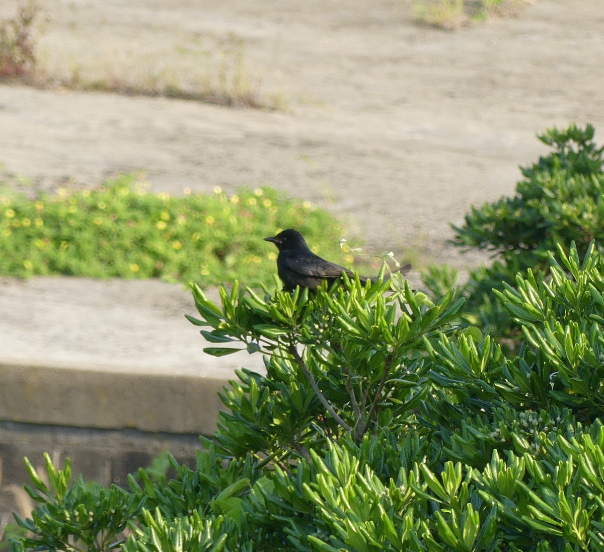 Drongo Real - ML638354496