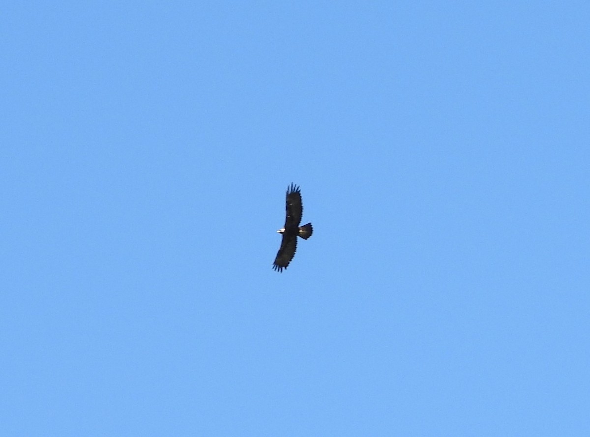 Águila Real - ML638354511