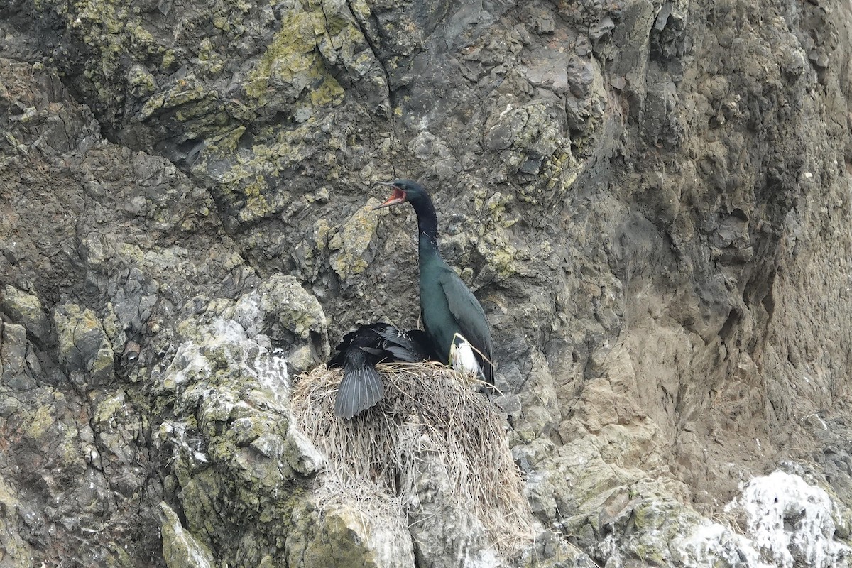 Pelagic Cormorant - ML638354516