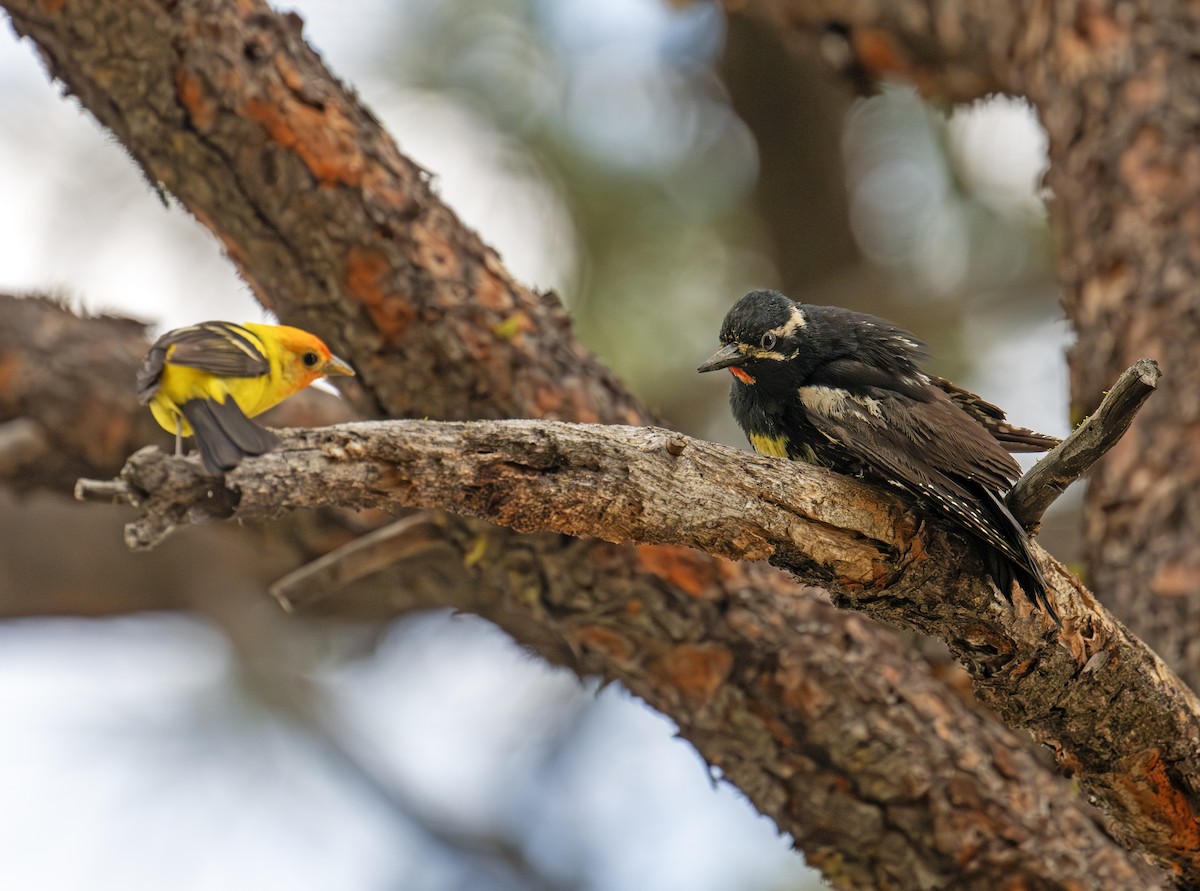 Western Tanager - ML638354518