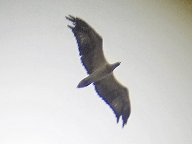 White-bellied Sea-Eagle - ML638354526