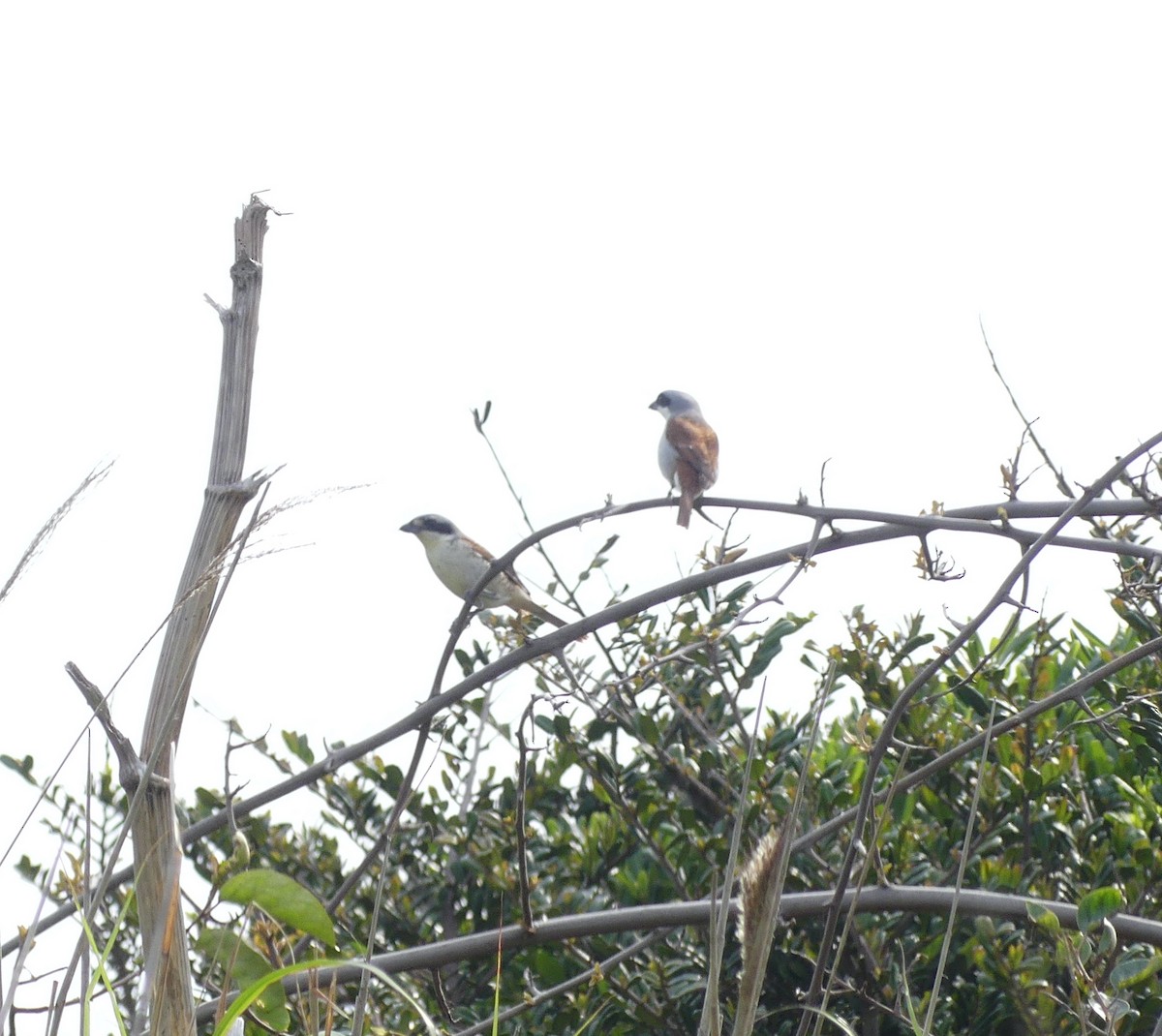 Tiger Shrike - ML638354556