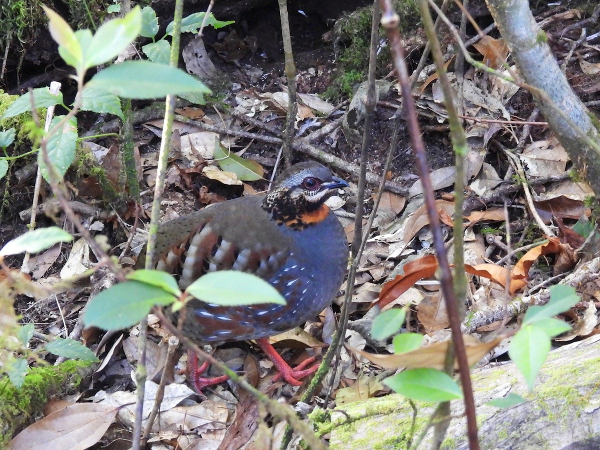 Rufous-throated Partridge - ML638354573