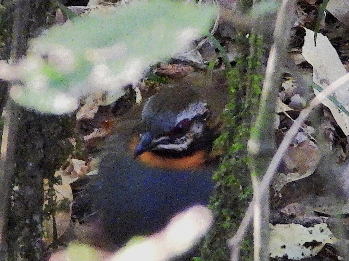 Rufous-throated Partridge - ML638354574