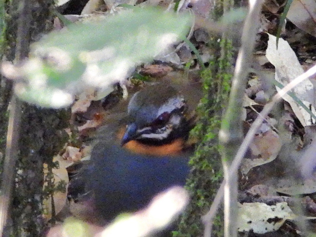 Rufous-throated Partridge - ML638354575