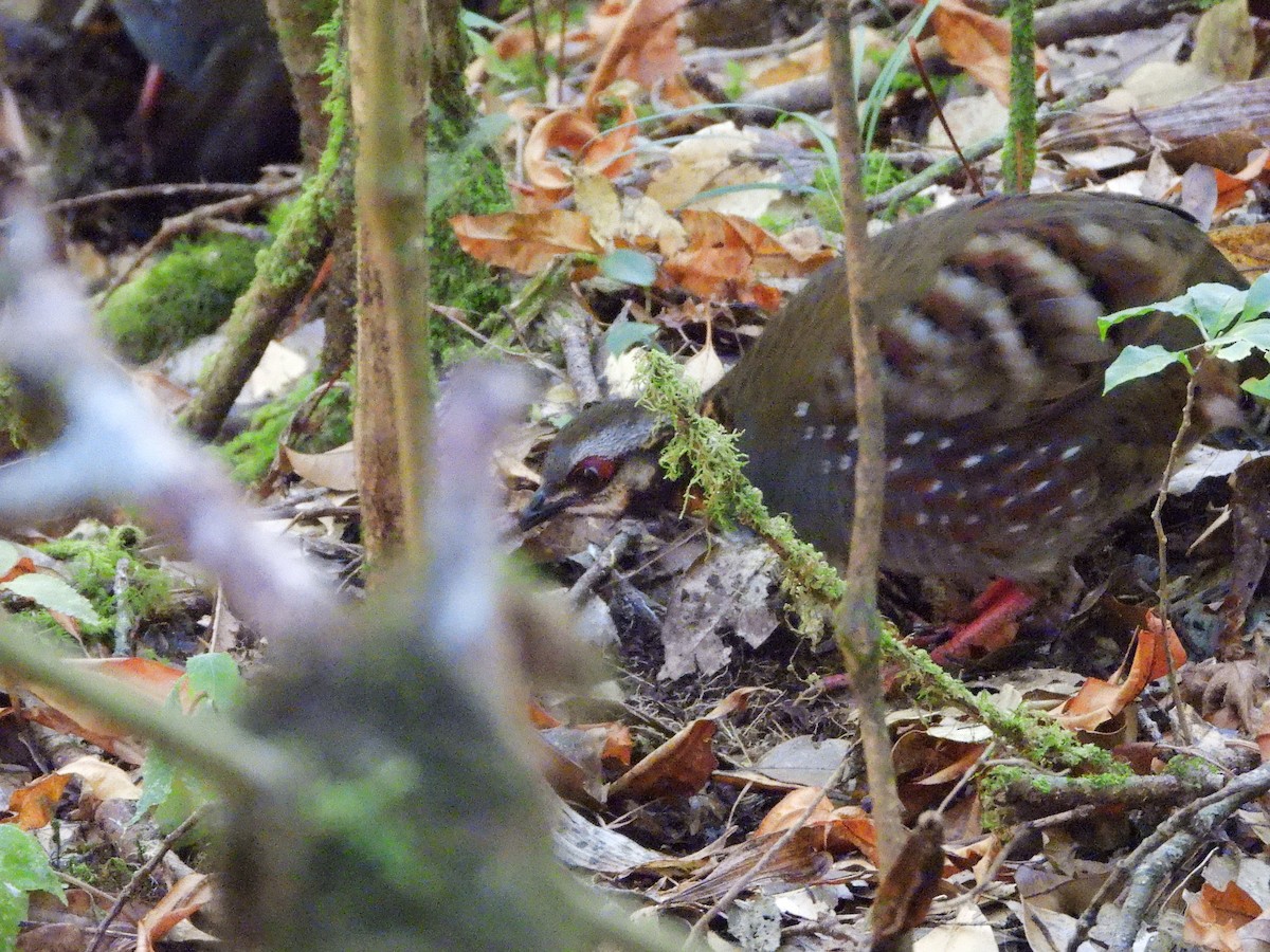Rufous-throated Partridge - ML638354576