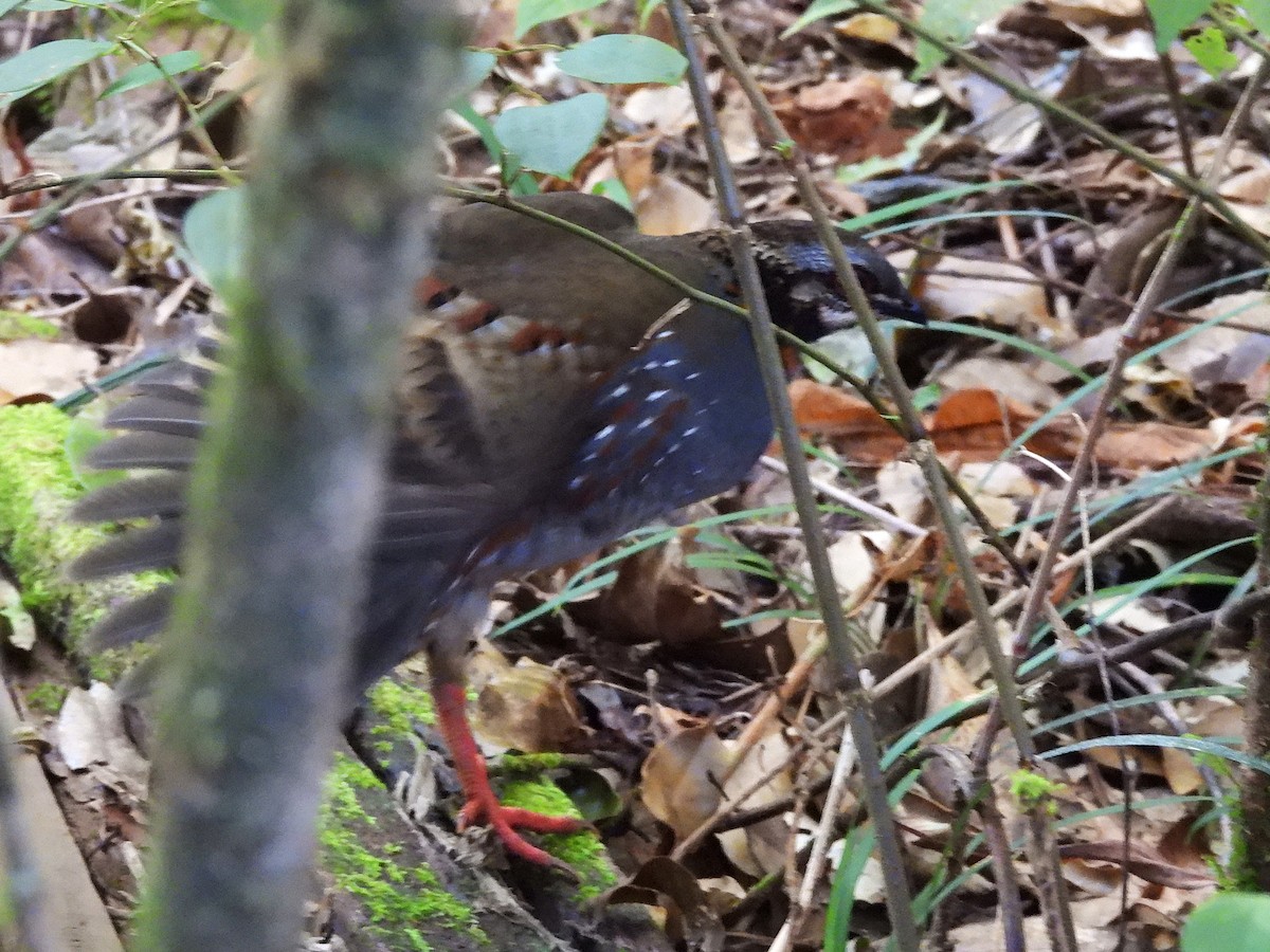 Rufous-throated Partridge - ML638354578