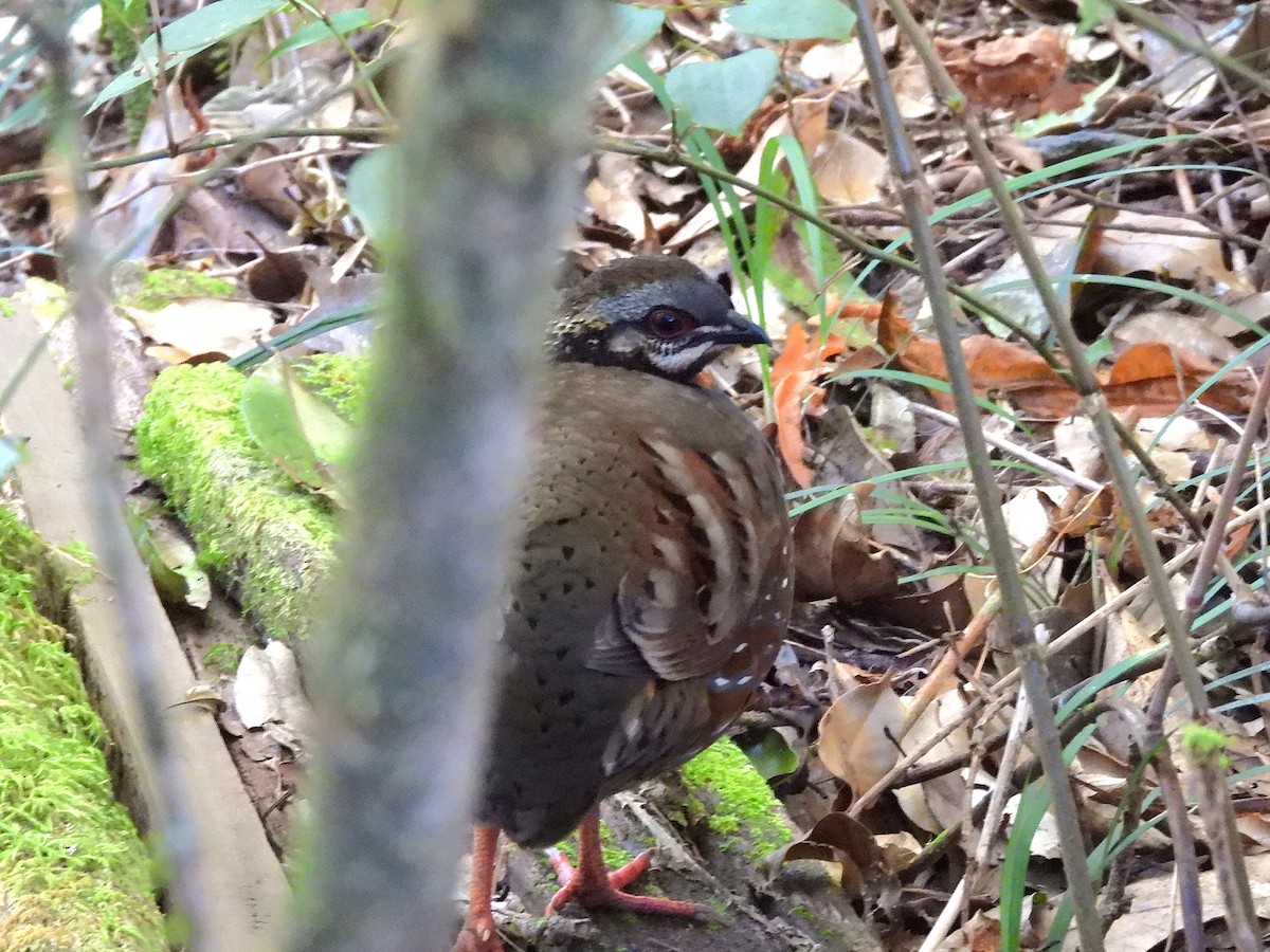 Rufous-throated Partridge - ML638354579