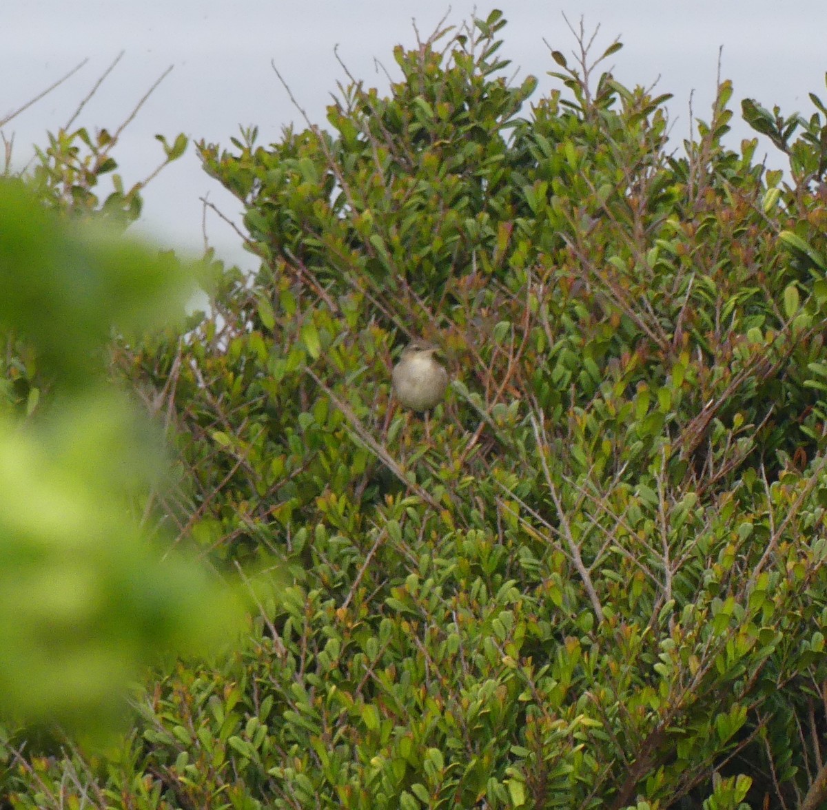 Pleske's Grasshopper Warbler - ML638354615