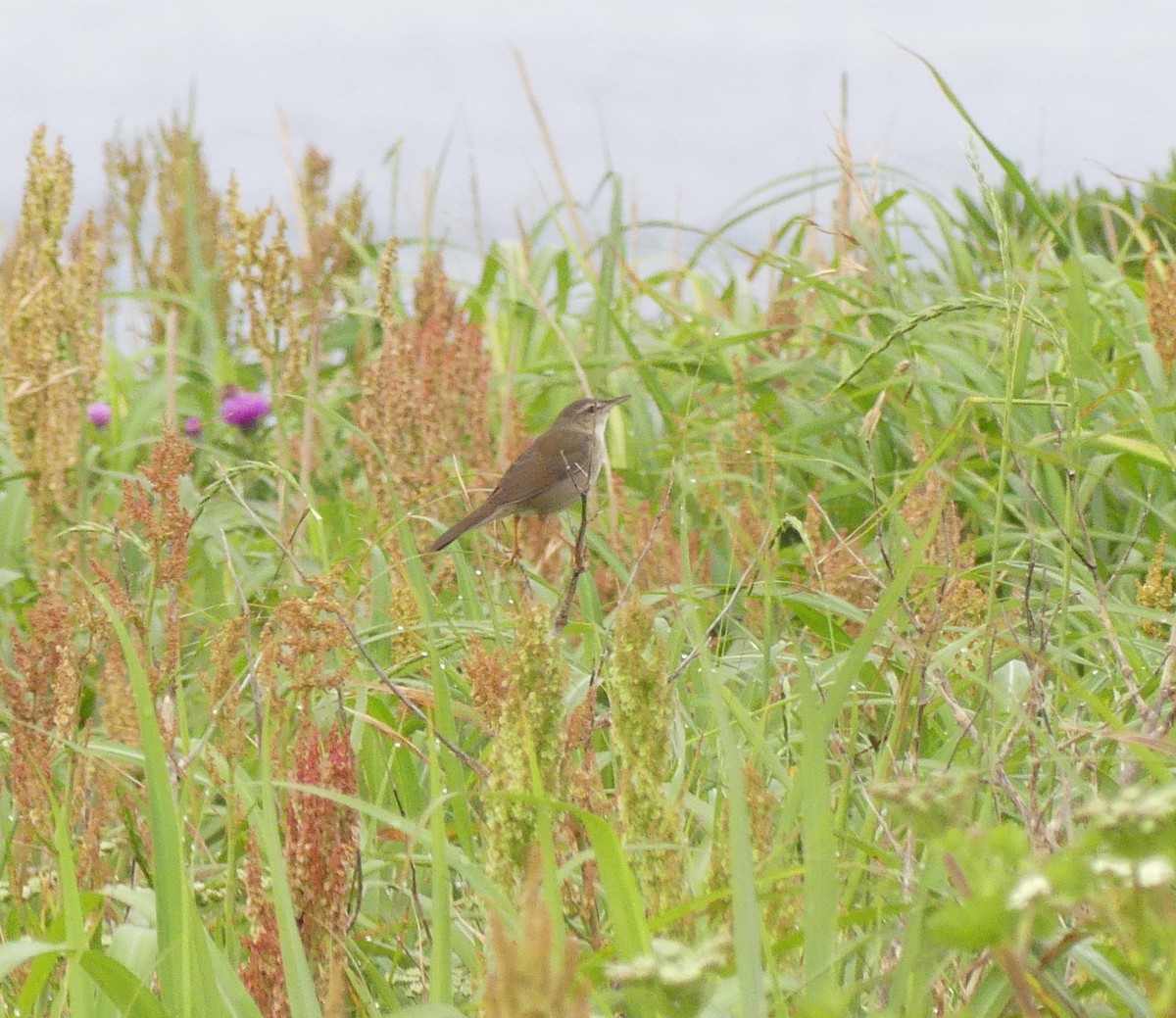 Pleske's Grasshopper Warbler - ML638354617