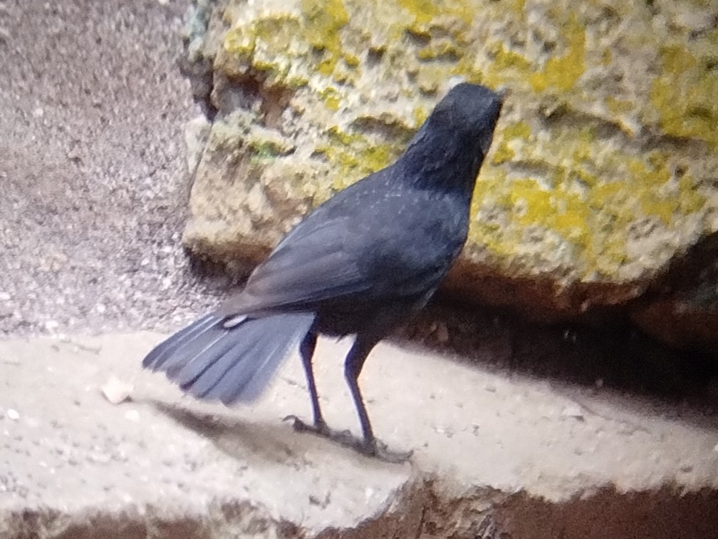 Blue Whistling-Thrush - ML638354646