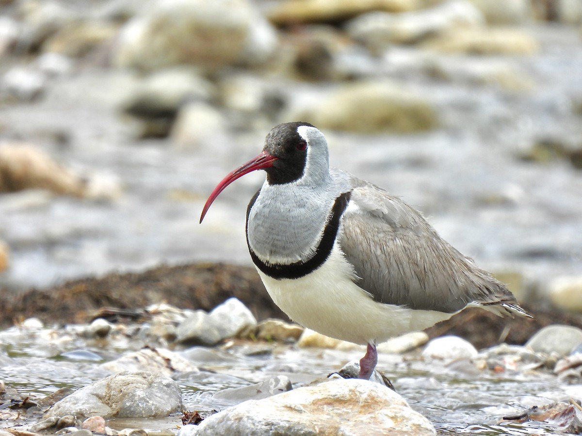 Ibisbill - ML638354675