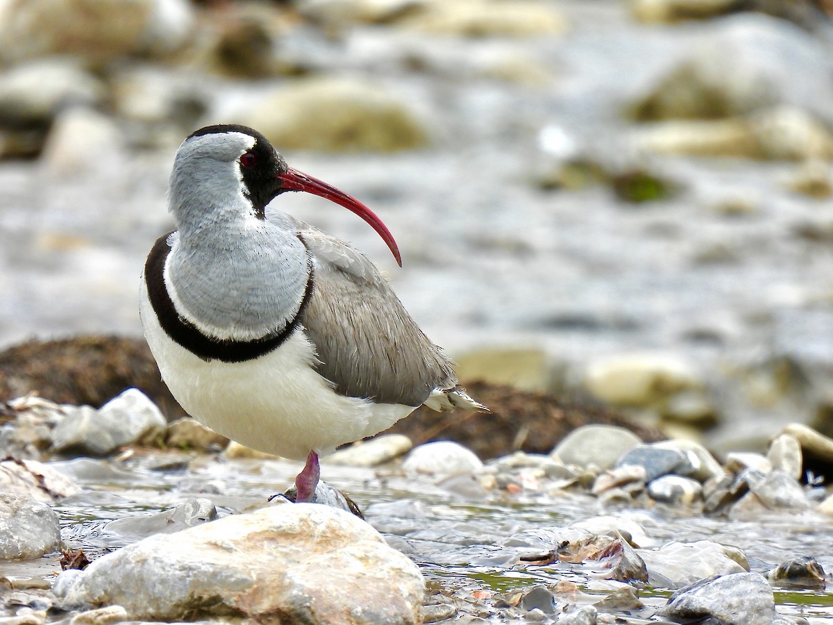 Ibisbill - ML638354676