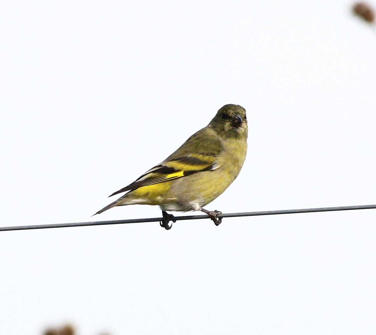 Hooded Siskin - ML638354677