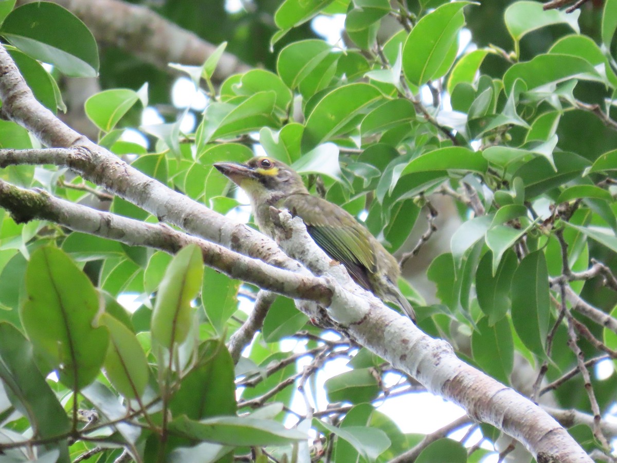 Coppersmith Barbet (Philippine Red-faced) - ML638354679