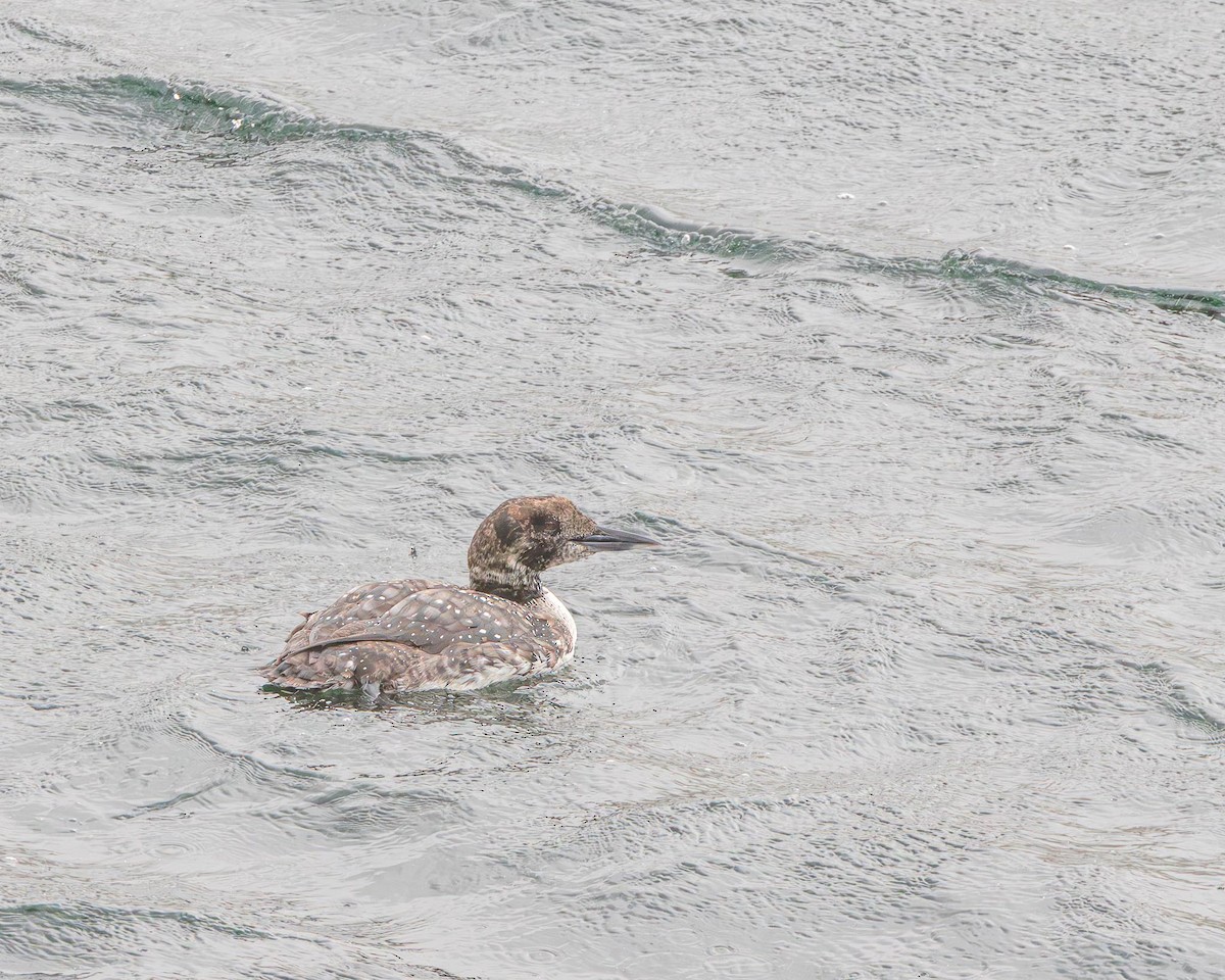 Common Loon - ML638354700