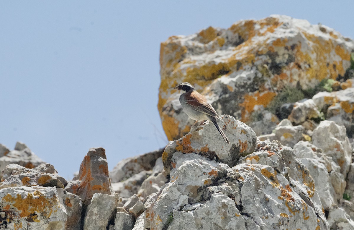 Tibetan Bunting - ML638354707