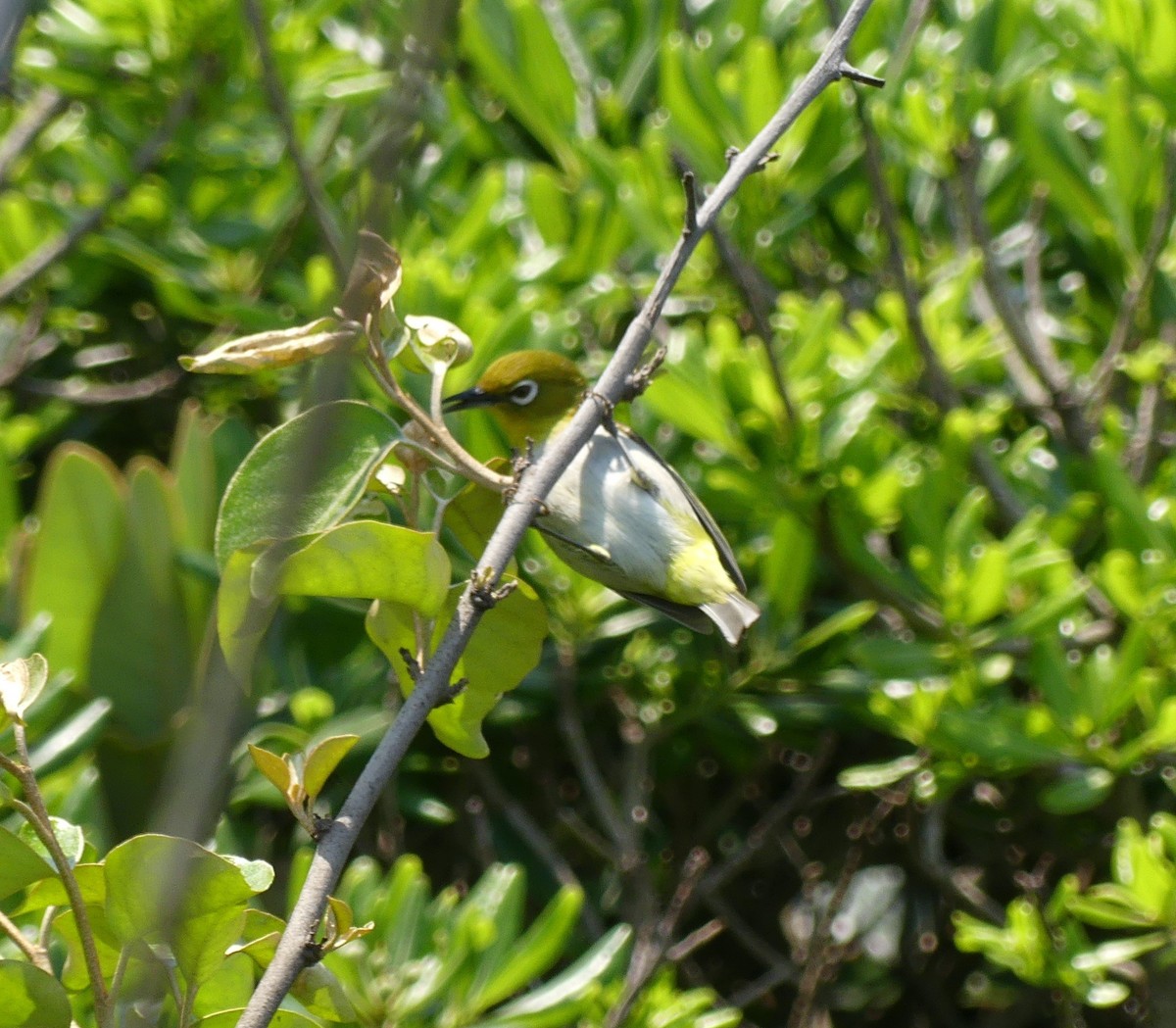 tanımsız Zosteropidae sp. - ML638354734