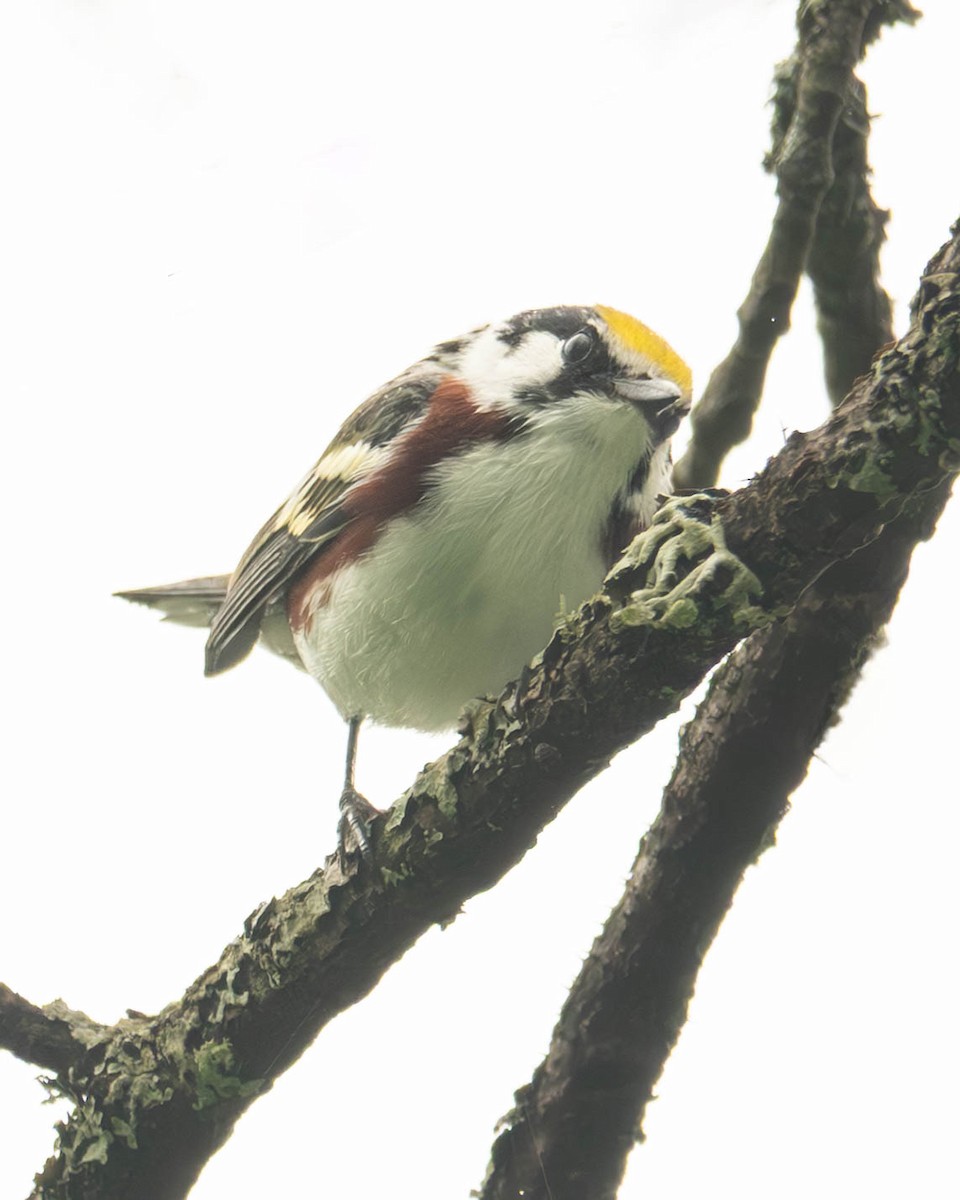 brunsideparula - ML638354765