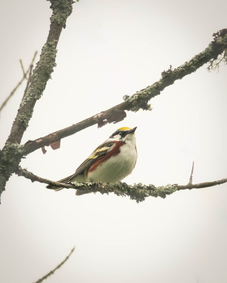 brunsideparula - ML638354766