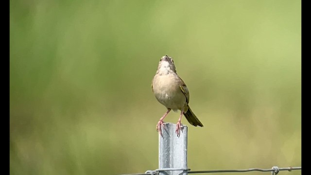 Botteri's Sparrow - ML638354775