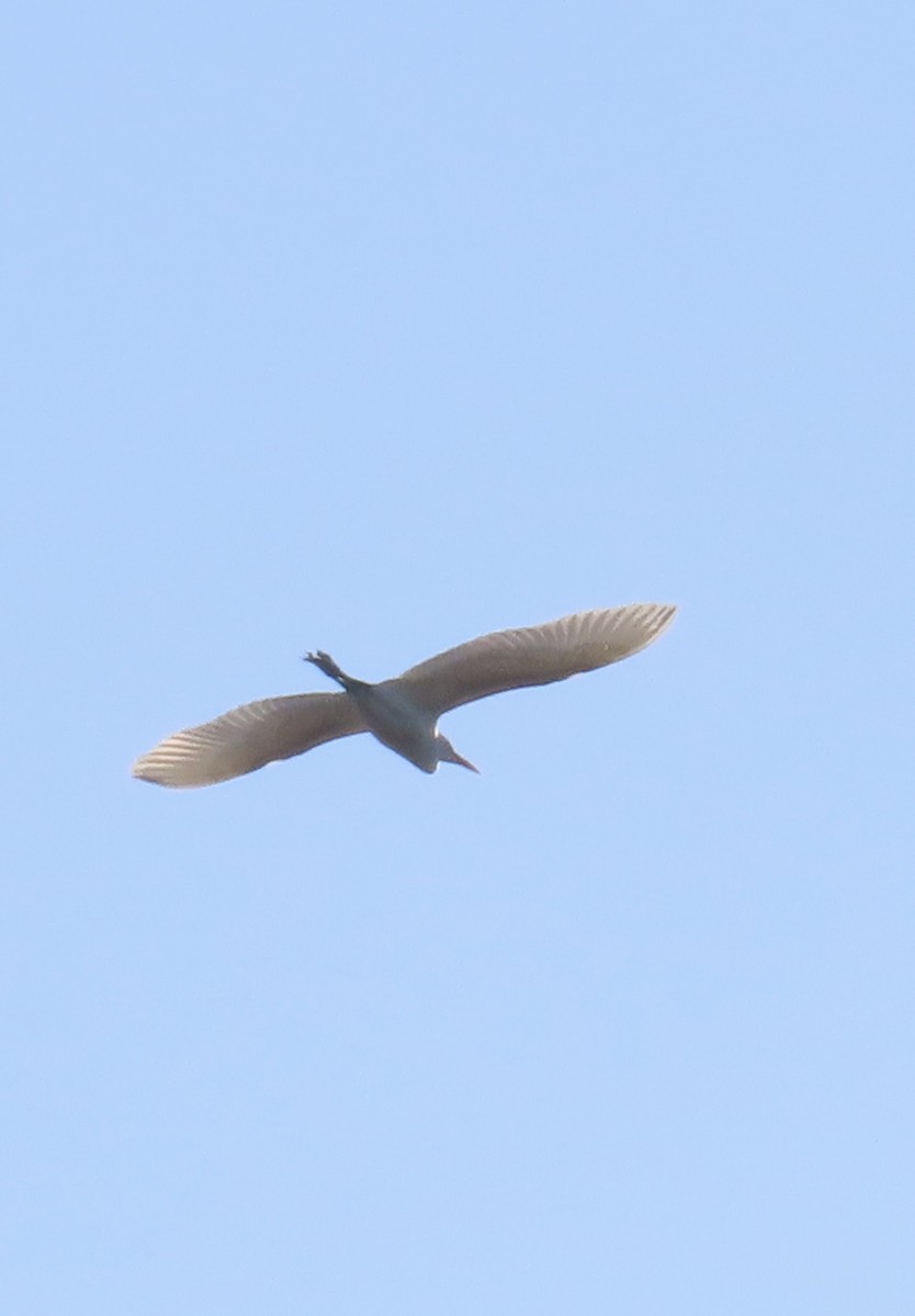 egretta/ardea sp. - ML638354806