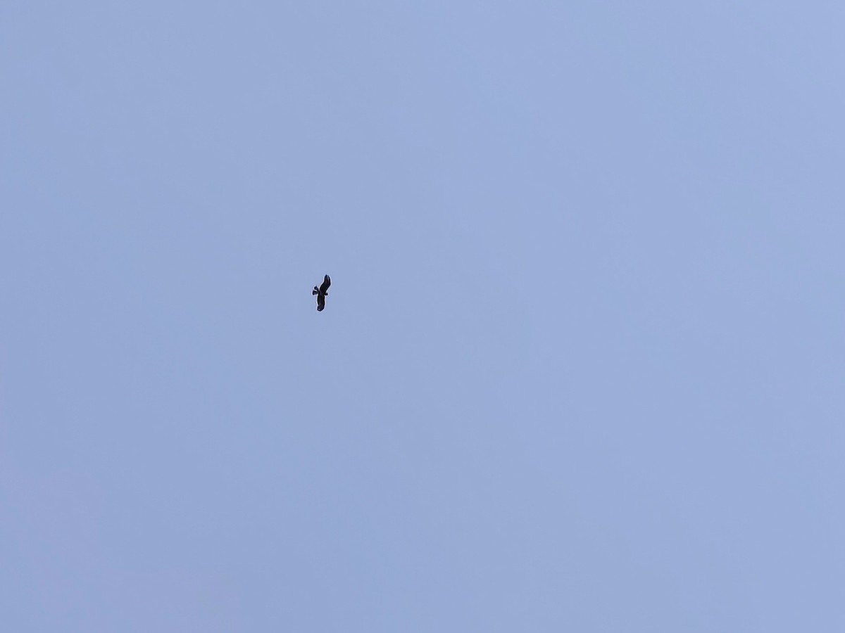 Águila Calzada - ML638354807