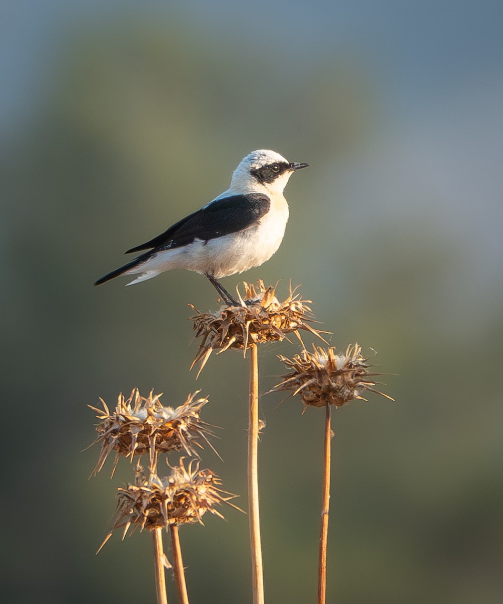 Eastern Black-eared Wheatear - ML638354815