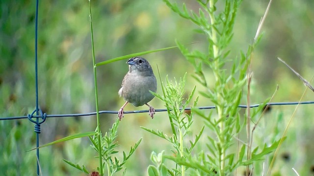 Botteri's Sparrow - ML638354816
