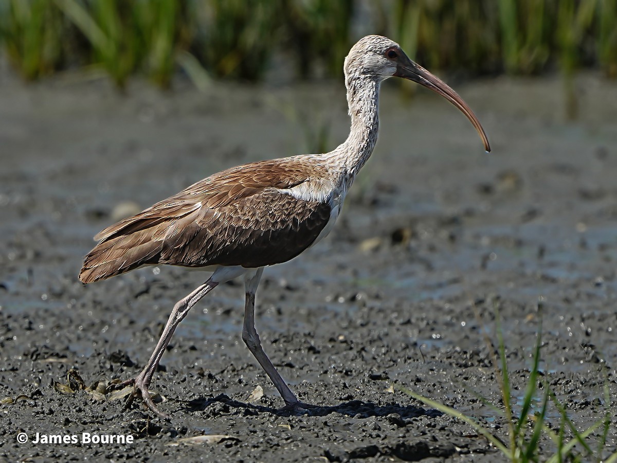White Ibis - ML638354817