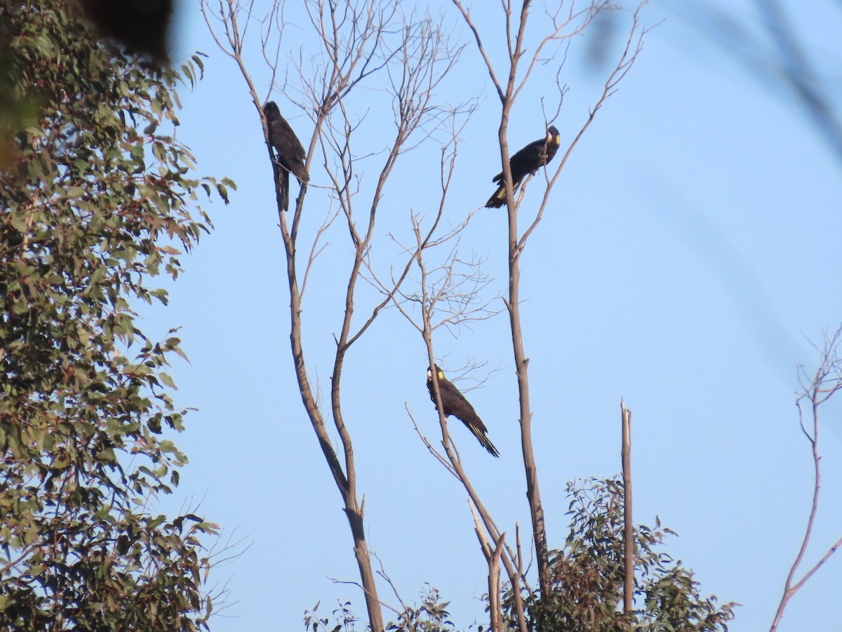 gulhalekakadu - ML638354825