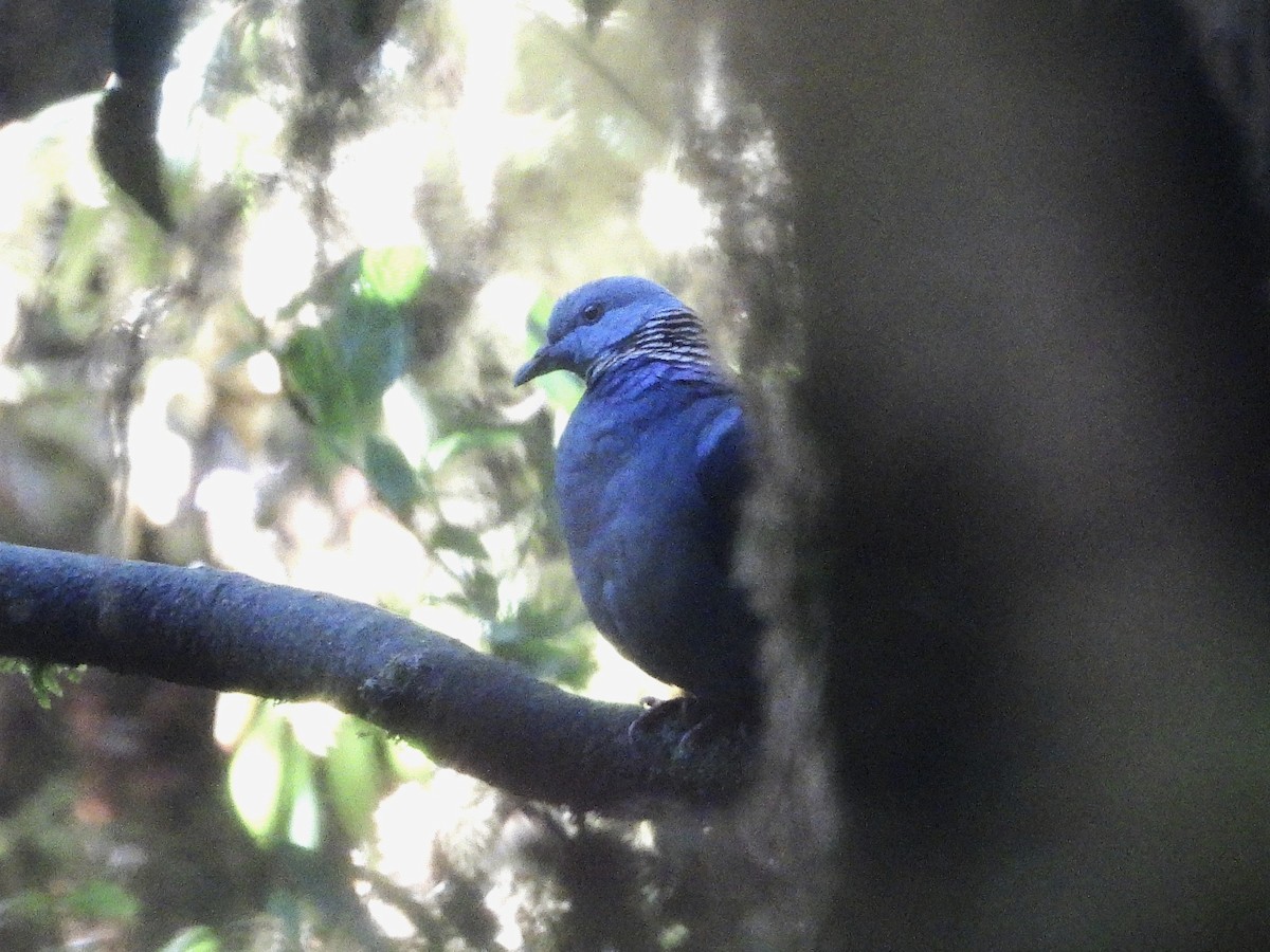 Ashy Wood-Pigeon - ML638354839