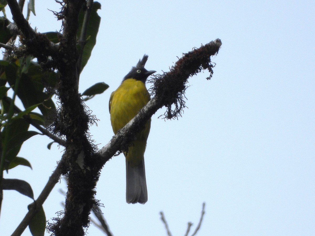 Black-crested Bulbul - ML638354847