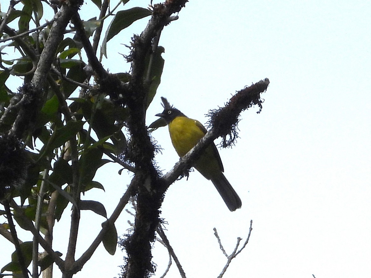 Black-crested Bulbul - ML638354848