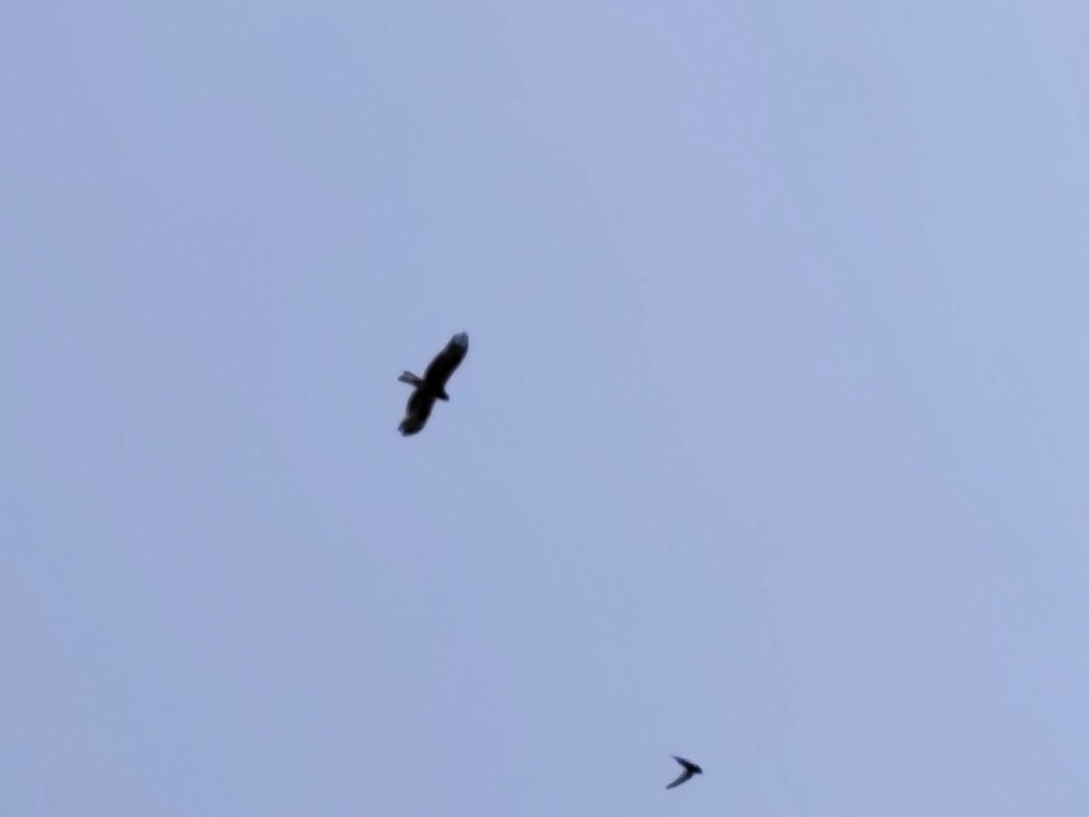Águila Calzada - ML638354857