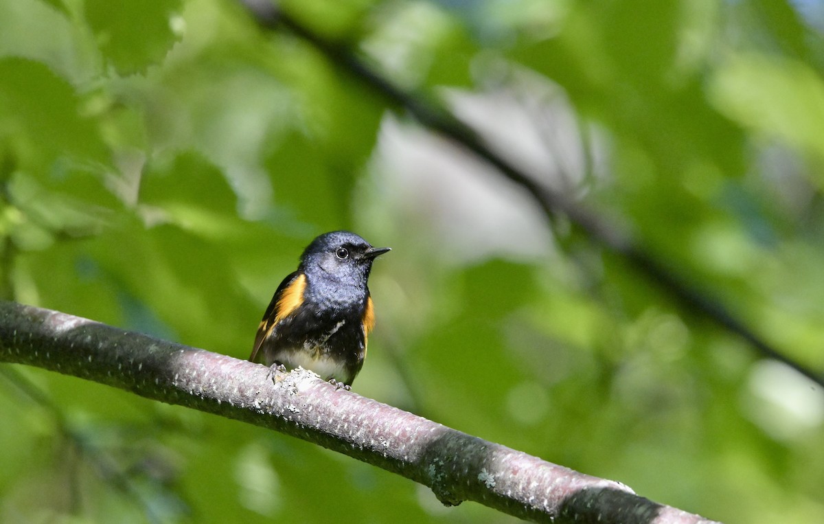 American Redstart - ML638354862